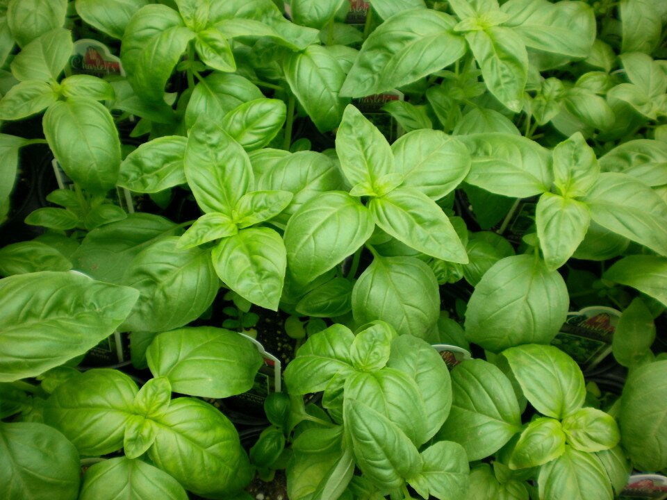 Genovese basil {Image via}