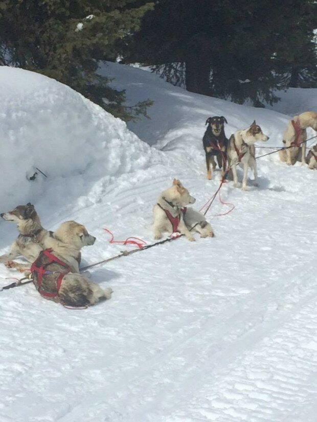 Skiing Dogs